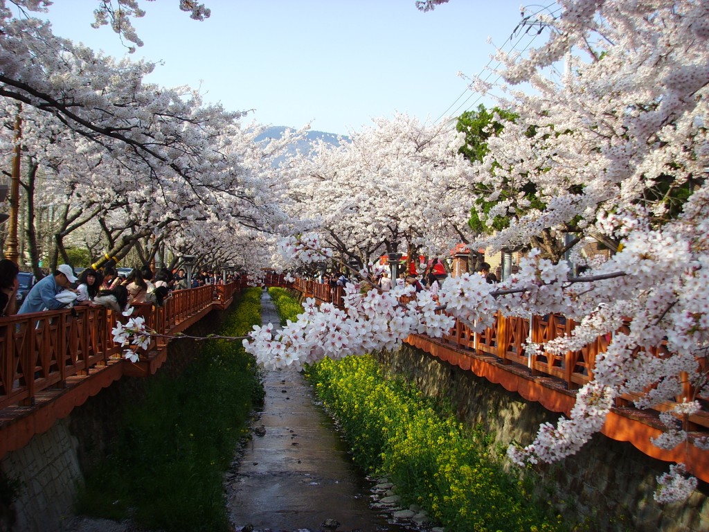 Jinhae Cancels its Cherry Blossom Festival Again This Year