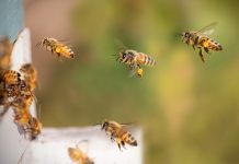 Multiple People Stung by Bees Near Busan School