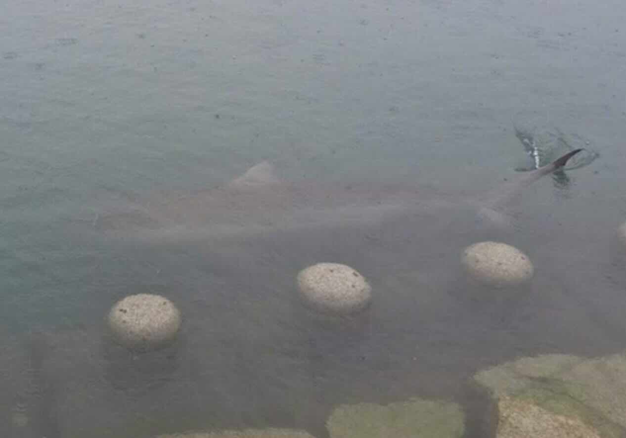 Busan’s Famous Shark ‘Bukangi’ Draws 1.5 Million Visitors, but Rescue May Be Needed Soon
