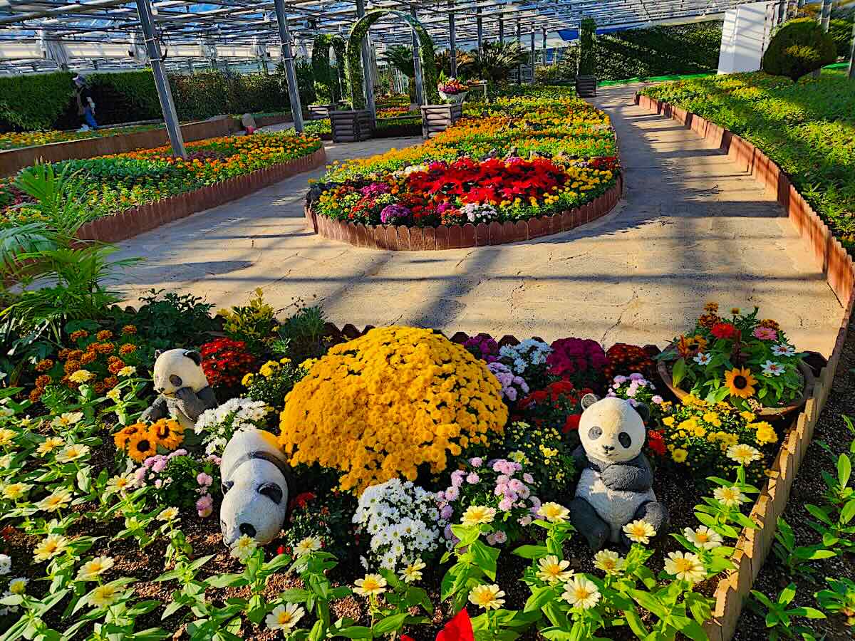 Geoje to Hold Autumn Flower Exhibition Following Festival Cancellation