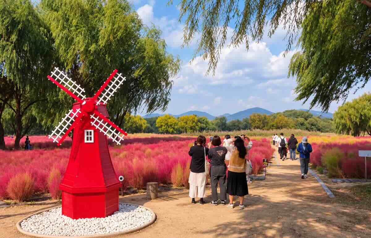 Korean Destinations: 3 Places to Enjoy Autumn Flowers Along Busan’s Nakdong River